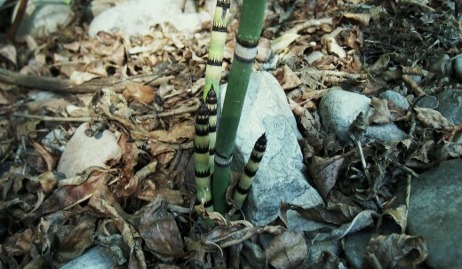 equisetum hyemale