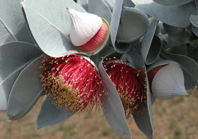 eucalyptus