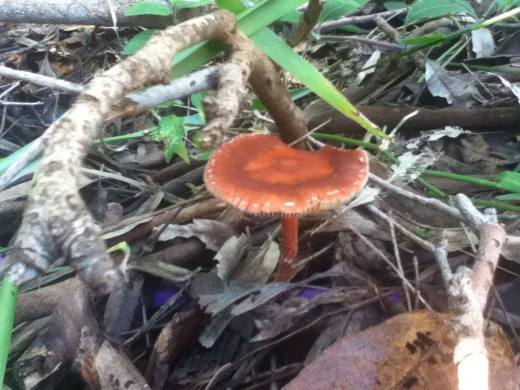 red shroom
