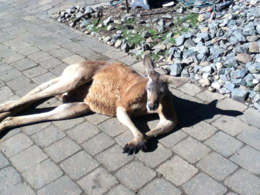 kangaroo