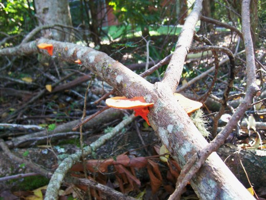 australia campus wildlife 003