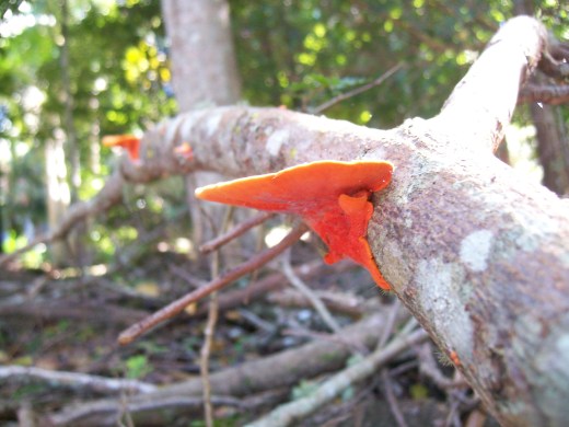 australia campus wildlife 004