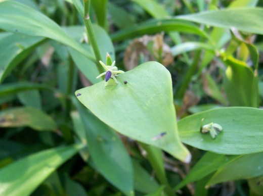 australia campus wildlife 007
