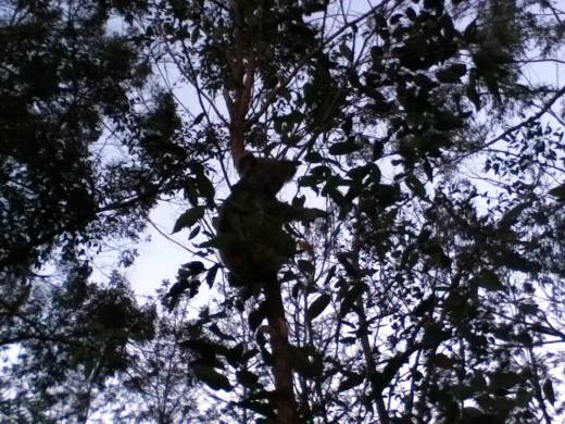 koala by the lake