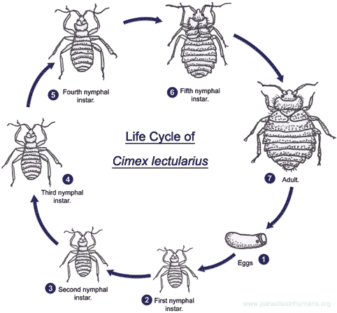 cimex-lectularius-life-cycle