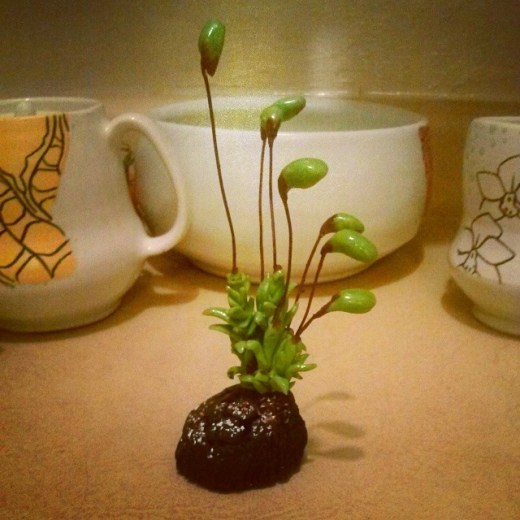 1452142_10202501294161779_428612134_n