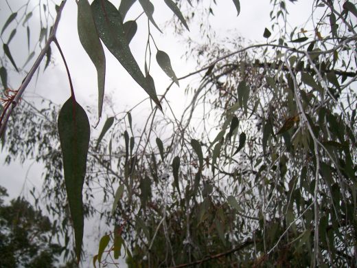 kings park botanical garden 043