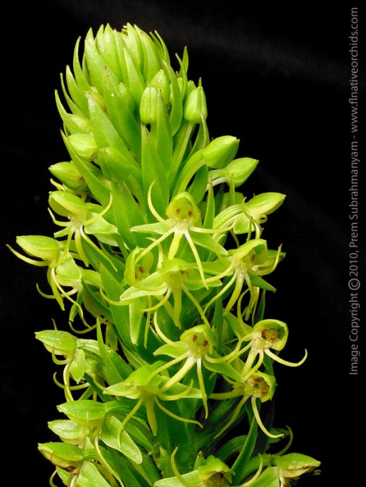 habenaria_repens_robust_spike_over_black