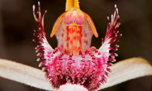 Western-Australia-Spider-Orchid