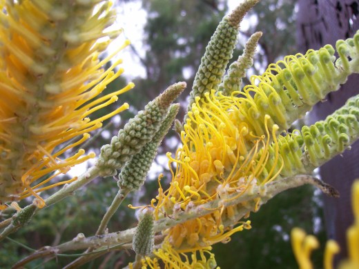 kings park botanical garden 105