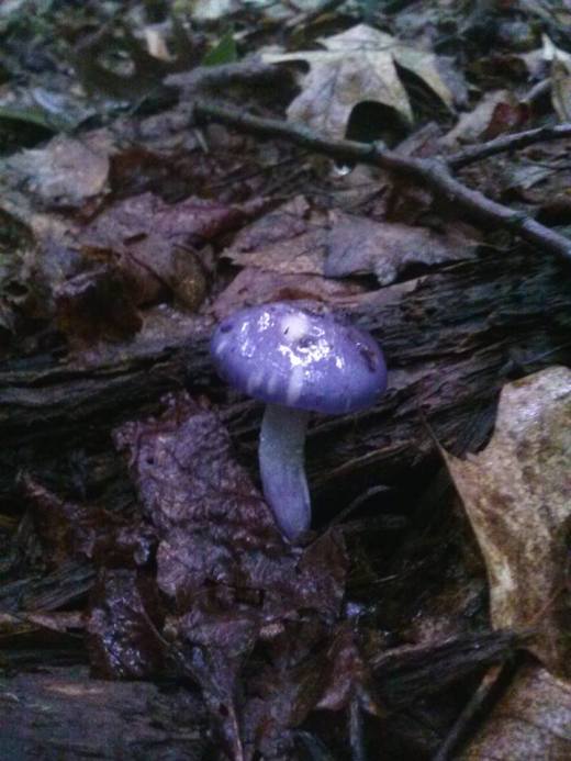 10581270_10204302658794769_1585009262_n