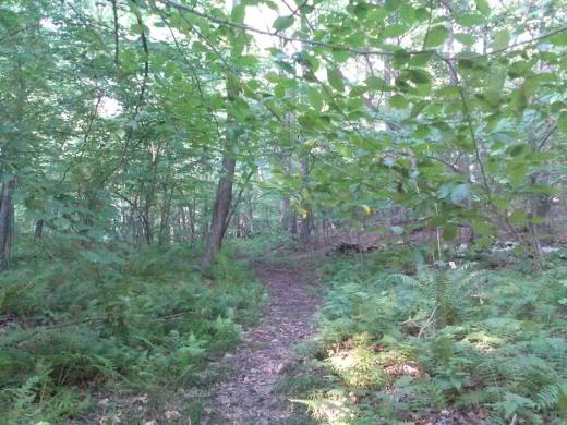 10583155_10204298784777921_1346978207_n