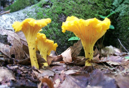 massachusetts woods 063