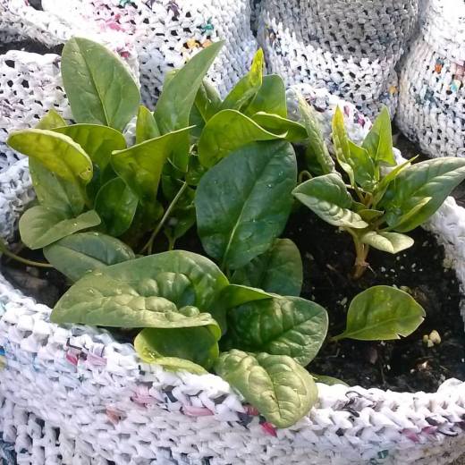 13269259_10209530384244638_3305856034894882232_n